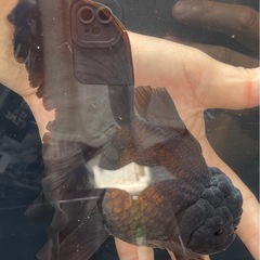 オランダローズテールブラックの画像