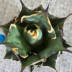 アガベ　チタノタ　ハデスの画像