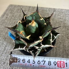 アガベ　チタノタ　ハデスの画像