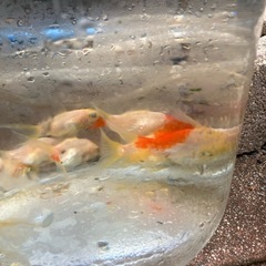金魚の画像