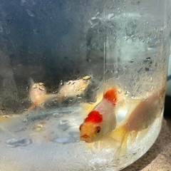 金魚の画像