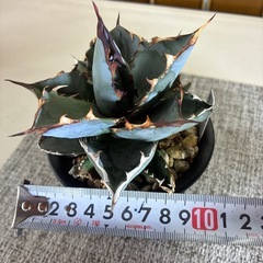 アガベ　チタノタ　ブルー
の画像