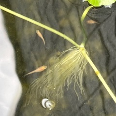 楊貴妃メダカ幼魚10匹の画像