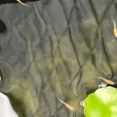 楊貴妃メダカ幼魚10匹の画像