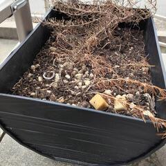 ガーデニング　植木鉢の画像