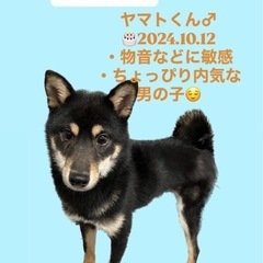 ヤマトくん☆里親募集中