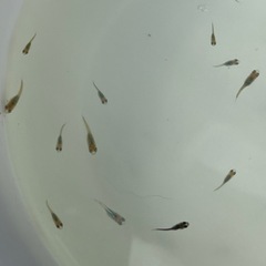 メダカＭＩＸ幼魚20匹の画像