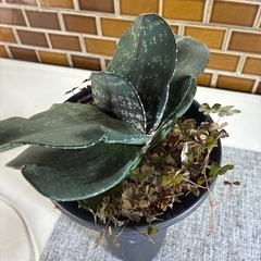 ガステリアの画像