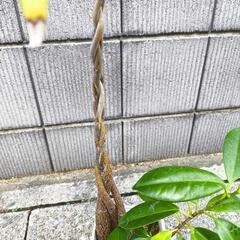パキラの画像