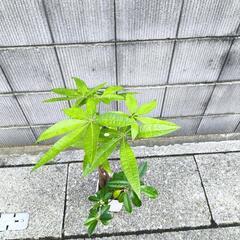 パキラの画像