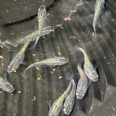 メダカ　鬼ラメ？ラメ系の画像