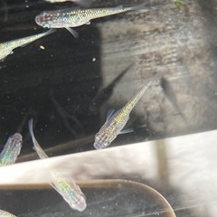 メダカ　鬼ラメ？ラメ系の画像