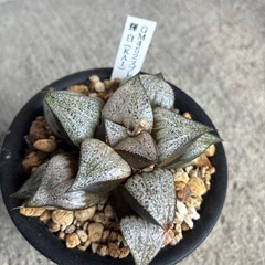 ハオルチア　輝白の画像