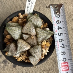 ハオルチア　輝白の画像