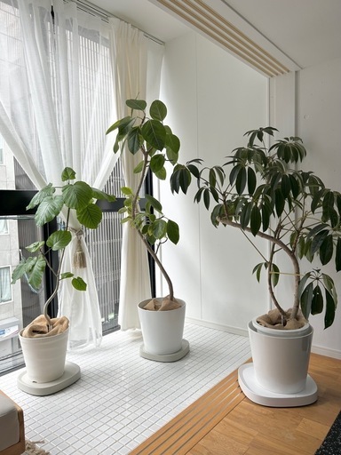 引き取り限定　観葉植物3点まとめて　香椎　アルテシマ/ツピタンサス/ウンベラータ