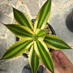アガベ　五色万代の画像