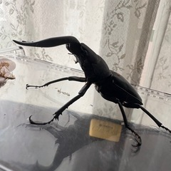 アマミノコギリクワガタオス単の画像