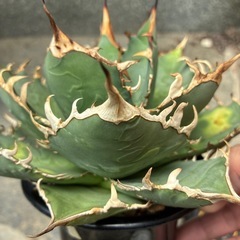 アガベ　チタノタ　白鯨系の画像