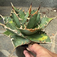 アガベ　チタノタ　白鯨系の画像