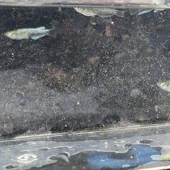 フロマージュメダカ幼魚成魚10匹の画像