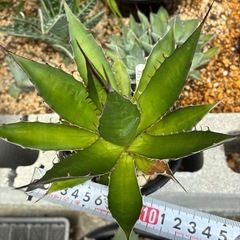 アガベ　ホリダの画像