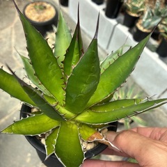 アガベ　ホリダの画像