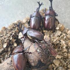 天然物　カブトムシペア 差し上げます！ の画像