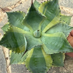 アガベ　雷神の画像