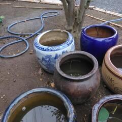 水鉢　花睡蓮　メダカの画像