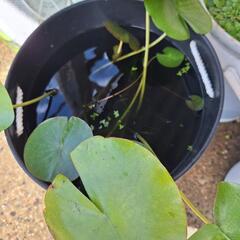 白い睡蓮　大苗の画像