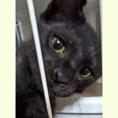 ななみ君　7月7日に捕獲したのでナナミです。　先が鍵シッポ