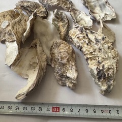 熱帯魚恵庭　高品質牡蠣ガラ200g(10〜15枚))の画像