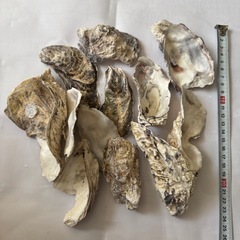 熱帯魚恵庭　高品質牡蠣ガラ200g(10〜15枚))の画像