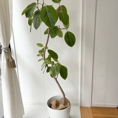 引き取り限定　観葉植物3点まとめて　香椎　アルテシマ/ツピタンサス/ウンベラータの画像