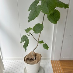 引き取り限定　観葉植物3点まとめて　香椎　アルテシマ/ツピタンサス/ウンベラータの画像