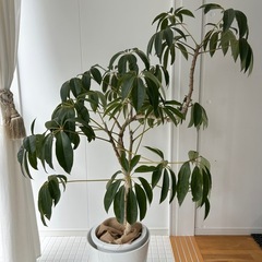 引き取り限定　観葉植物3点まとめて　香椎　アルテシマ/ツピタンサス/ウンベラータの画像