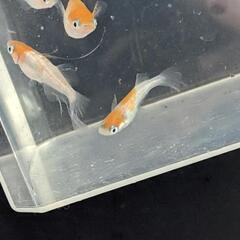 ハイビスカスメダカ5匹の画像