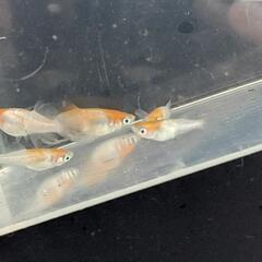 ハイビスカスメダカ5匹の画像