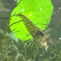 ミナミヌマエビ30匹の画像