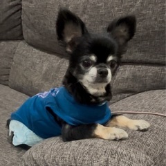 (再募集します)甘えん坊のロングコートチワワ