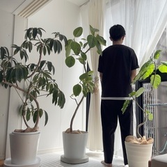 引き取り限定　観葉植物3点まとめて　香椎　アルテシマ/ツピタンサス/ウンベラータの画像