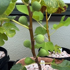いちじく CdDMutant 2年生苗　浜松市 手渡しの画像