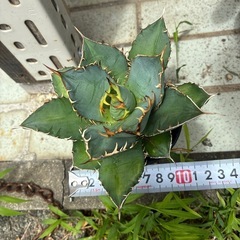 アガベ　チタノタ　実生の画像