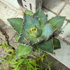 アガベ　チタノタ　実生の画像