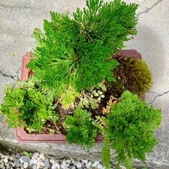 岩松 植木の画像