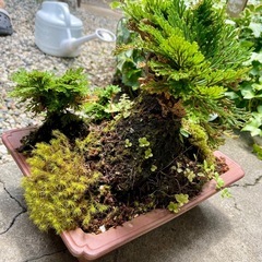 岩松 植木の画像