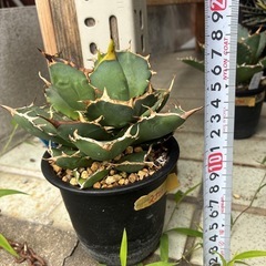 アガベ　チタノタの画像