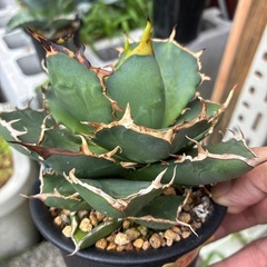 アガベ　チタノタの画像