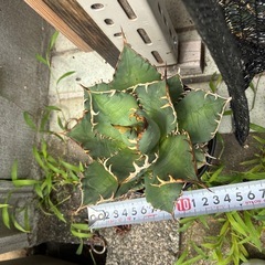 アガベ　チタノタ　白鯨系の画像