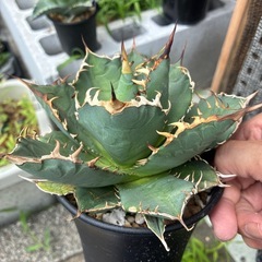 アガベ　チタノタ　白鯨系の画像
